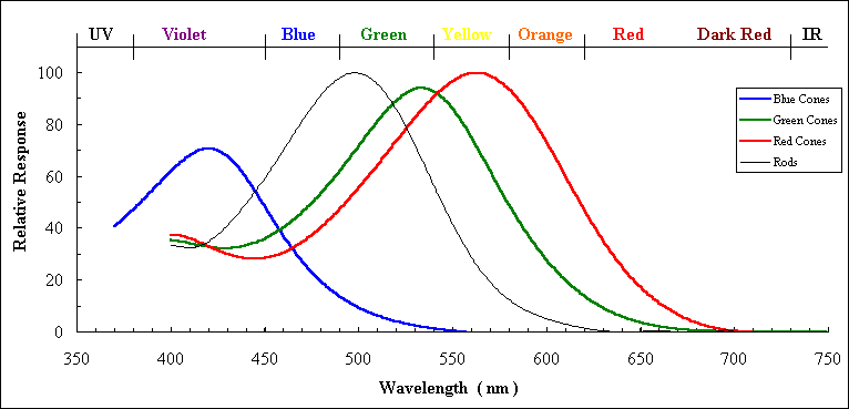 07 human_cone_action_spectra.gif