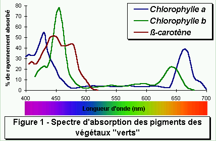 chloro8.gif