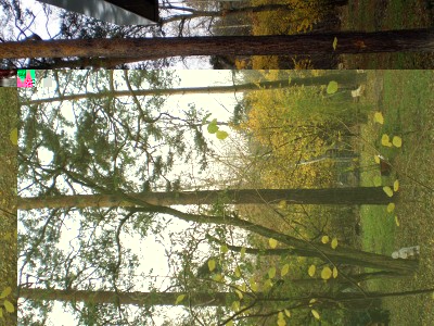 ... das sind die Bäume - wichtig auch die gelben Büsche im Hintergrund