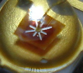 Rebel Rot mal ganz nah